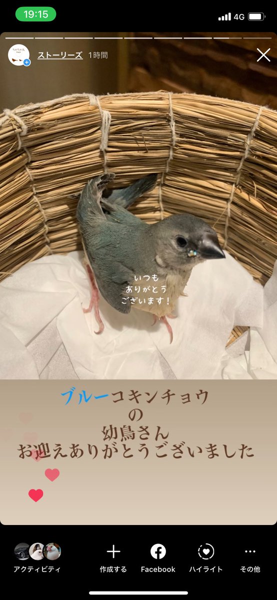 chachamarufinch's tweet photo. ダイヤモンドフィンチシルバー
ブルーコキンチョウ
ノーマルコキンチョウ

お迎えいただき
誠にありがとうございました🙇‍♀️

遠方よりお越し下さり
ありがとうございました🚗

#ダイヤモンドフィンチ
#大錦華鳥
#diamondfiretail
#コキンチョウ
#gouldianfinch https://t.co/WPt5te6ItL