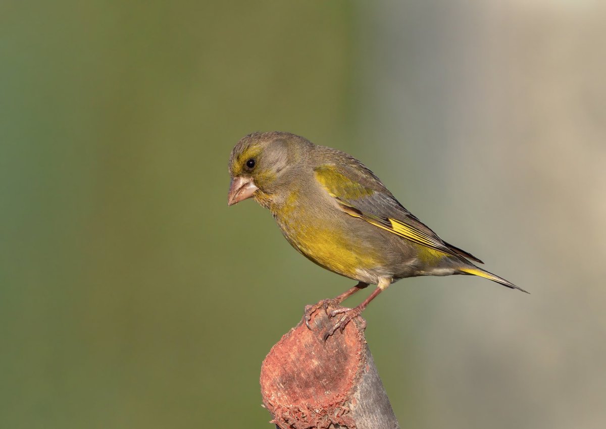 FLORYA 
European Greenfinch

#trakus #birding_photography #birdingantalya #birdsofinstagram #nut_about_birds #kuş #bird #birdsonearth #1x  #florya #europeangreenfinch