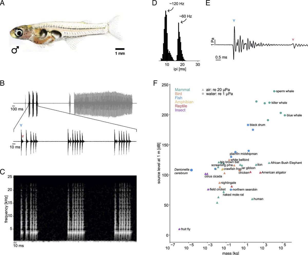 📰 #Paper | #Animal_Physiology 'Ultrafast #sound_production mechanism in one of the smallest vertebrates' published in @PNASNews @AnatomixBl @xploraytion #evolution #microCT #tomography #Danionella_cerebrum #vocalizations 👉doi.org/10.1073/pnas.2…