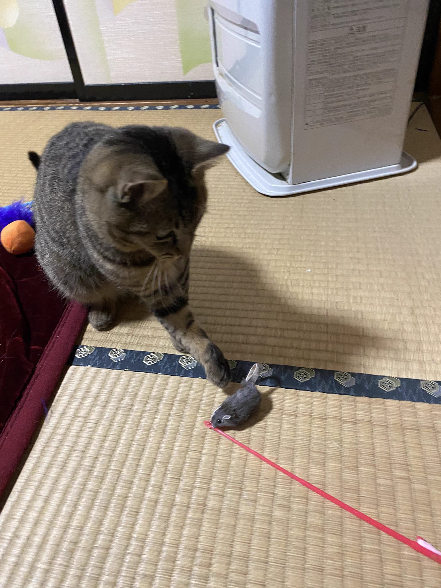 トットリ na platformě X: „子猫のマルちゃんはネズミのおもちゃが