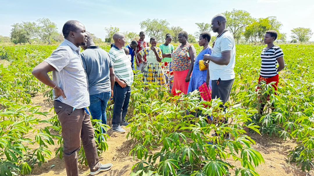 FAOUganda's tweet photo. Strengthening  #SeedSystems: We are working with local community-based 🌱 producers to ⬆️📈 access &amp; sustain the production of quality drought &amp; disease-tolerant seed. 
 
In the Katakwi &amp; Kaberamaido districts, 176 acres of cassava 🌱multiplication gardens have been established. https://t.co/Ip0JpUOMz6
