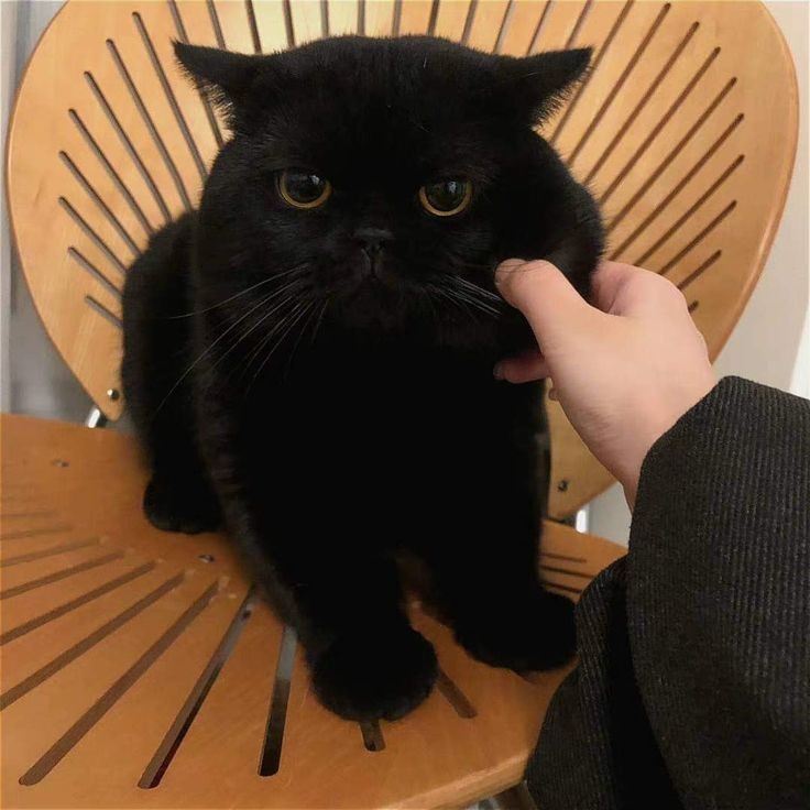 taesan as cats 🐈‍⬛ (@taesancats) on Twitter photo 