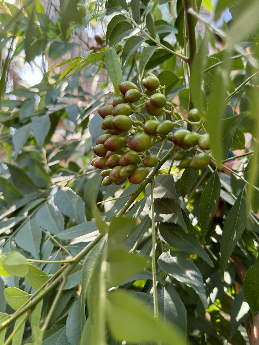 VastHarvestPerm's tweet image. Did you know that the curry tree produces sweet edible berries? 

They’re delicious but just don’t eat the seeds 👌

#curry 
#currytree
#garden
#gardening
#permaculture
#permaculturegarden