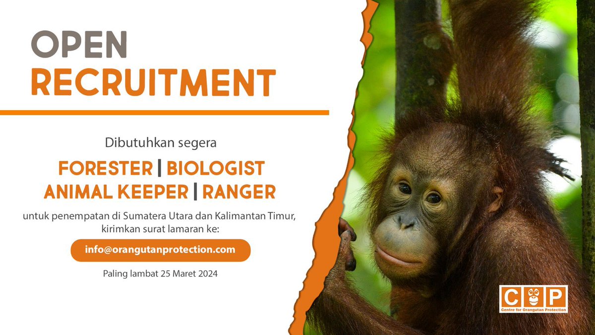 orangutan_COP's tweet photo. Yuk berkarier di konservasi orangutan.
Centre for Orangutan Protection mengembangkan lokasi kerjanya dan membutuhkan #forester #biologist #animalkeeper #ranger di Kaltim dan Sumut. Kirim lamaran dan cv ke info@orangutanprotection.com https://t.co/CETFAWn7eu