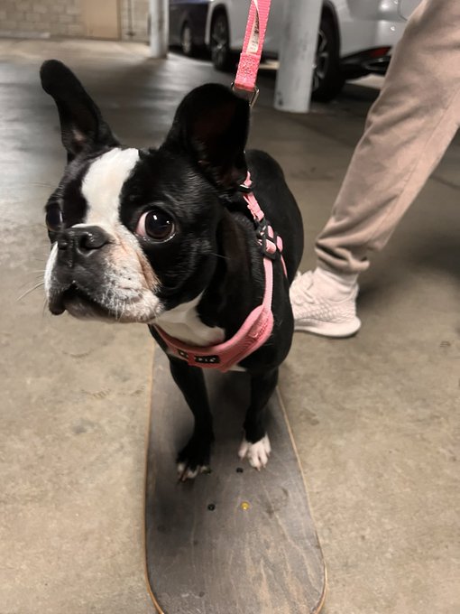 skateboard 🐕 https://t.co/lJRq65rCtm