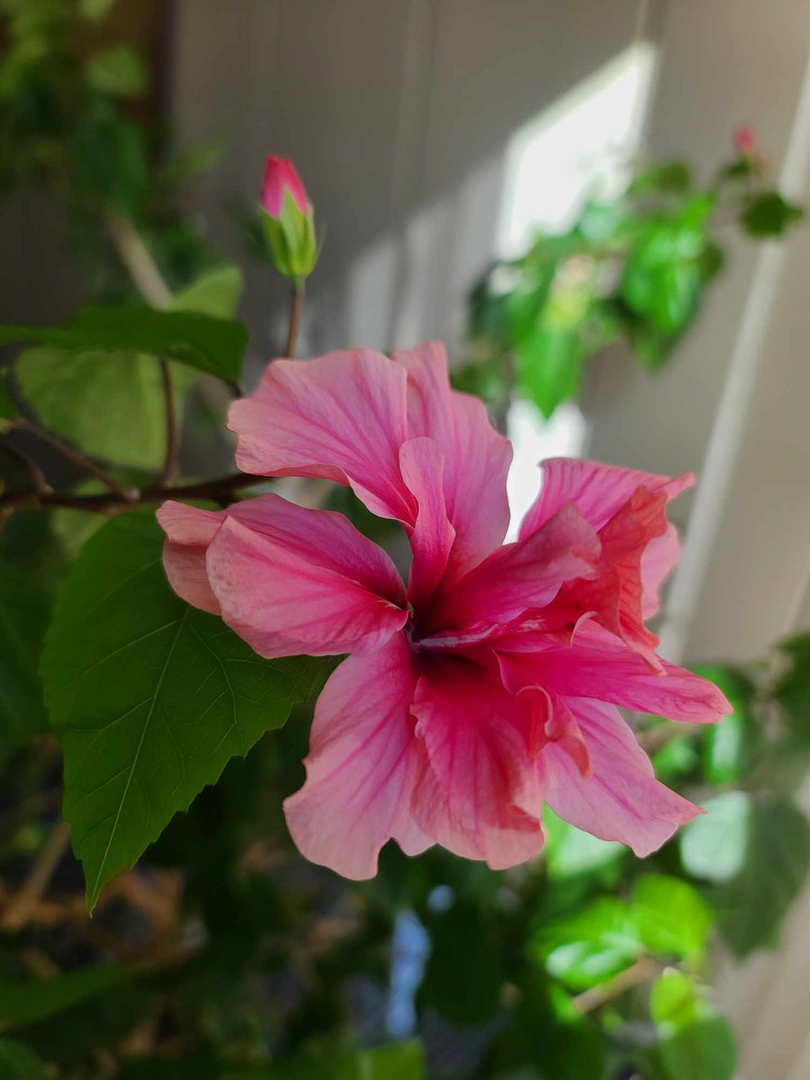 Ажлын өрөөний сарнай цэцэглээд л. Аргагүй хавар болж ээ