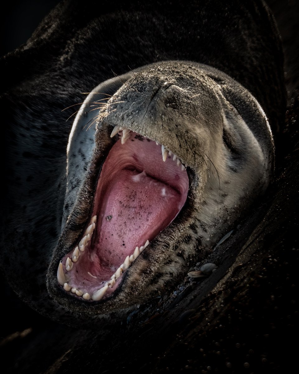 AnimalPlanet's tweet image. Rahhh 🗣 This leopard seal has something to say!

📸: Jamie Fraser

#seal #leopardseal #marinelife