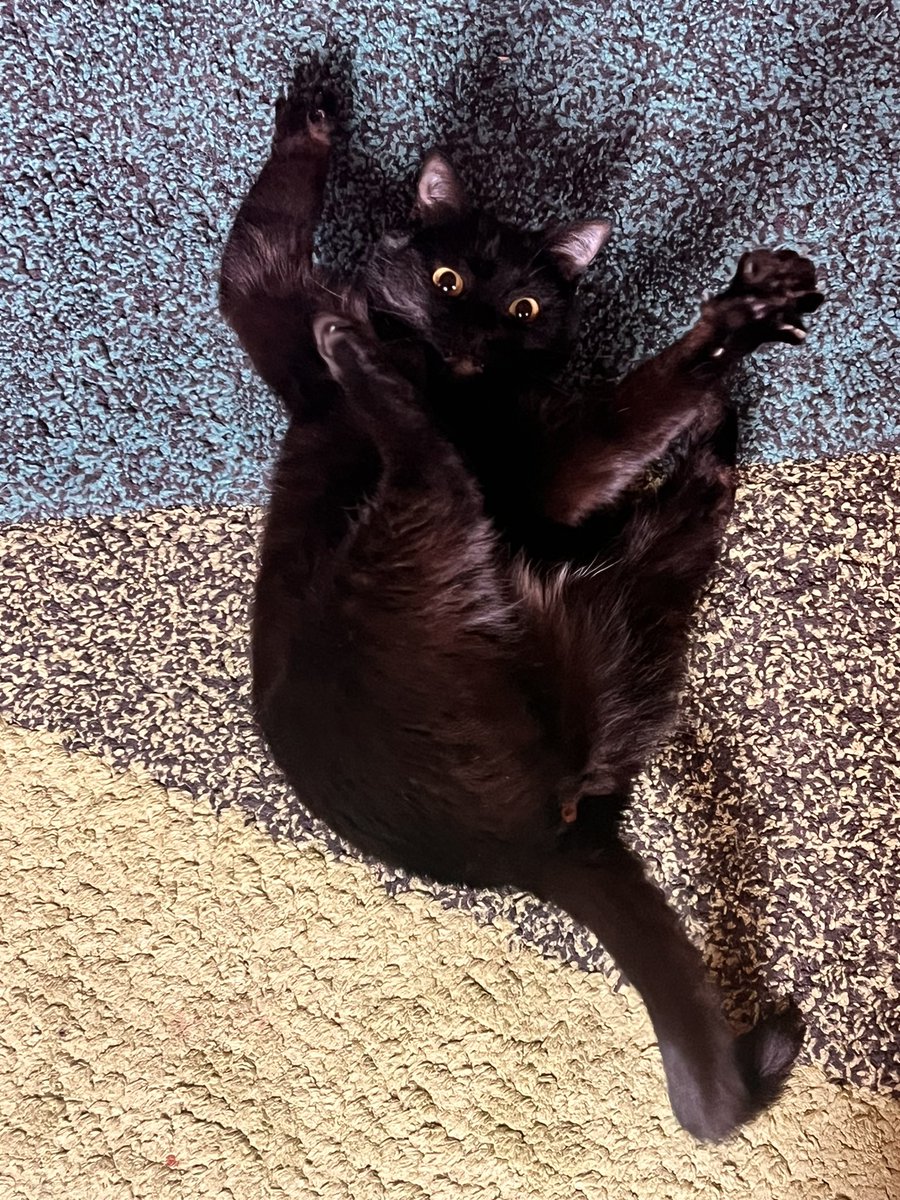 This is the muse of MetaMeow. 

Found her in the dumpster when she was not even 1 month old, she hadn’t even started teething yet.

Now she has been the mistress of the house for almost 4 years.

#multiversx #cats