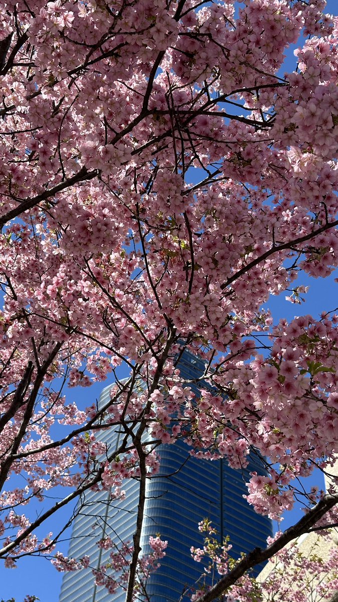 mayeowx's tweet photo. Cherry blossom trees were blooming early so I got to see them! And then I turn around, and “oh, there’s Tokyo Tower!”

📍Not at Tokyo Tower, somewhere in Minato City https://t.co/J3Jv9H9b9v