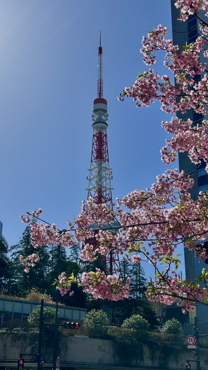 mayeowx's tweet photo. Cherry blossom trees were blooming early so I got to see them! And then I turn around, and “oh, there’s Tokyo Tower!”

📍Not at Tokyo Tower, somewhere in Minato City https://t.co/J3Jv9H9b9v