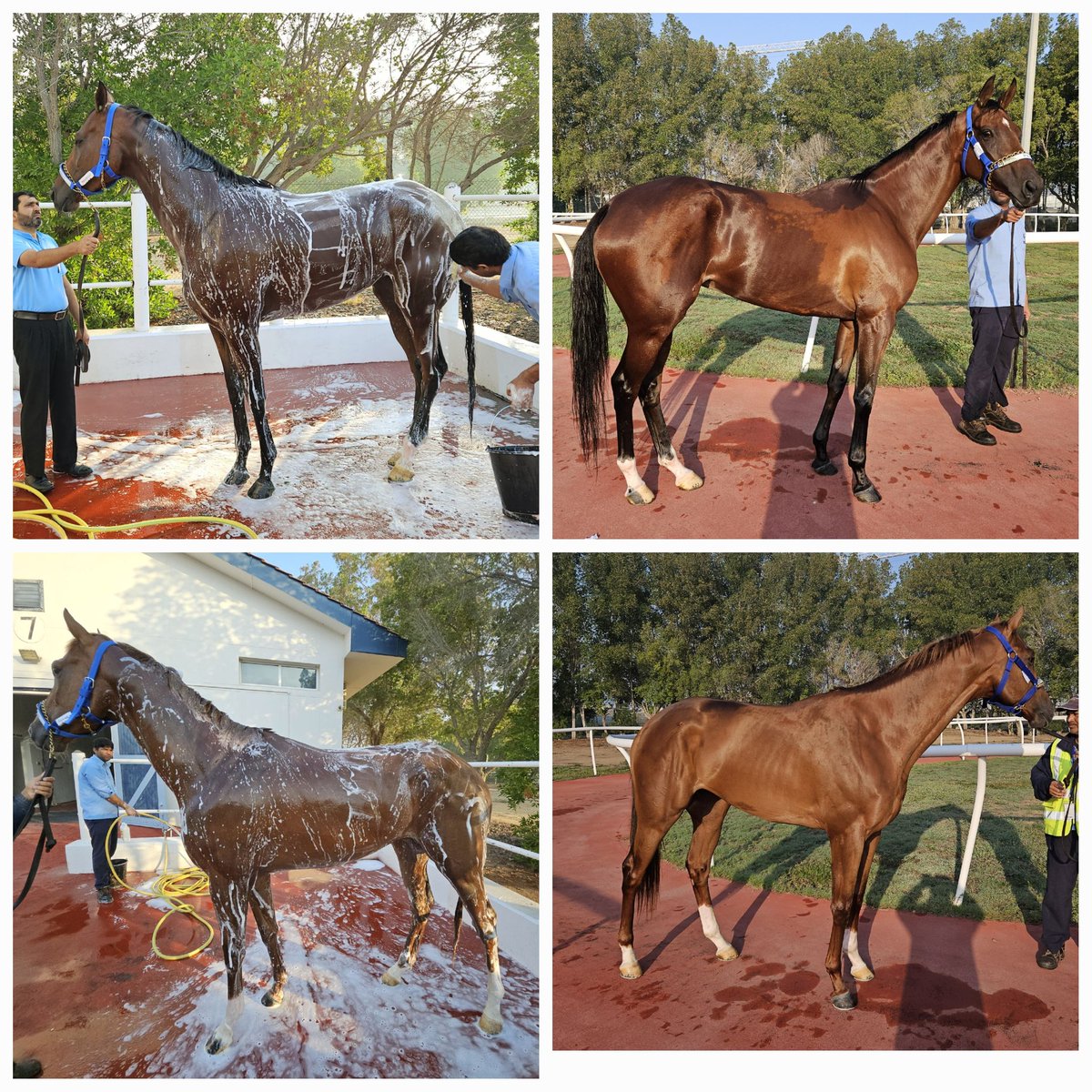 It's a Dubai ritual .Get off the plane, jump in the shower,out, and soak up some sun .PACHOLLI ( top) and ROCK WALK flew in today from Uruguay for Julio Olascoaga for DWC night and did just that .#DWC24