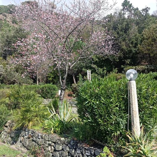 SudFrancesca's tweet photo. Arrivare alla Francesca e trovare il mandorlo in fiore, dà sempre una grande emozione e gioia...
#lafrancesca #lafancescaresort #cinqueterre #bonassola #levanto #ecoturismo #ecotourism #ecofriendly #marediliguria #liguriansea
Non c'è mai un vero inverno!
https://t.co/LFXvaUtBPO https://t.co/6bWW5EgeXR