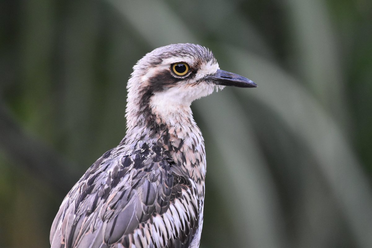 New PhD opportunity! Research bush stone-curlew translocation to Phillip Island in Victoria for your PhD. More info here: bit.ly/433DFH3 @PhillipIslandNP @MtRothwell @MulligansFlat