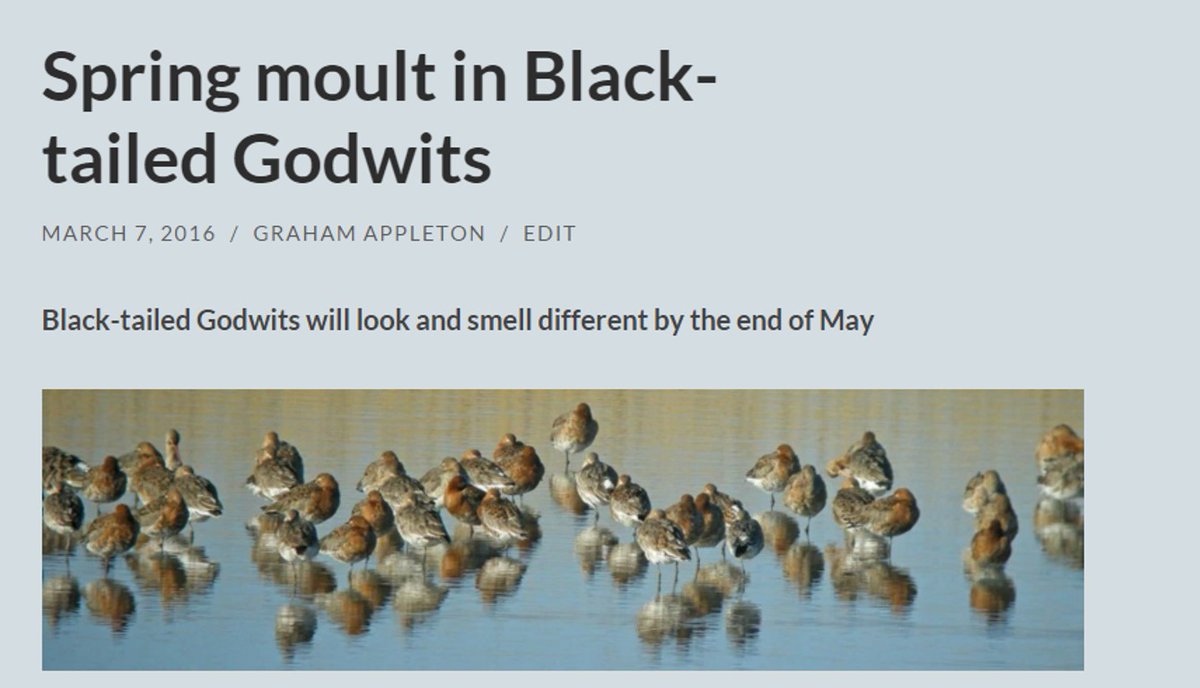 GrahamFAppleton's tweet photo. Black-tailed Godwits are shedding their grey winter feathers and revealing their summer finery. 
Their smell is changing too! 
Blog from 7 March 2016 🎂 8⃣
https://t.co/0C96YmC7SY
#waders #shorebirds #ornithology https://t.co/oTDrkN5OY7