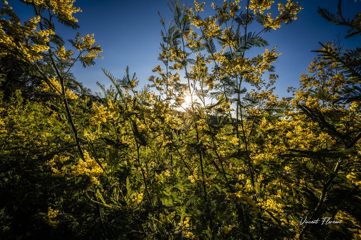 sur la route des mimosas, entre le Var et les Alpes Maritimes / on the mimosa road near the French Riviera #jeudiphoto #magnifiquefrance