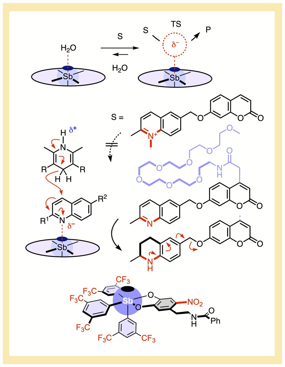 Pnictogen-bonding catalysis in water with a fluorogenic assay for screening, building on legendary studies of @WardGroupBS, @KarlGademann and the @NCCR_MSE: Sounds like a big promise. Thank you so much @HelvChimActa, the Journal of the Swiss Chemical Society, founded 1917.