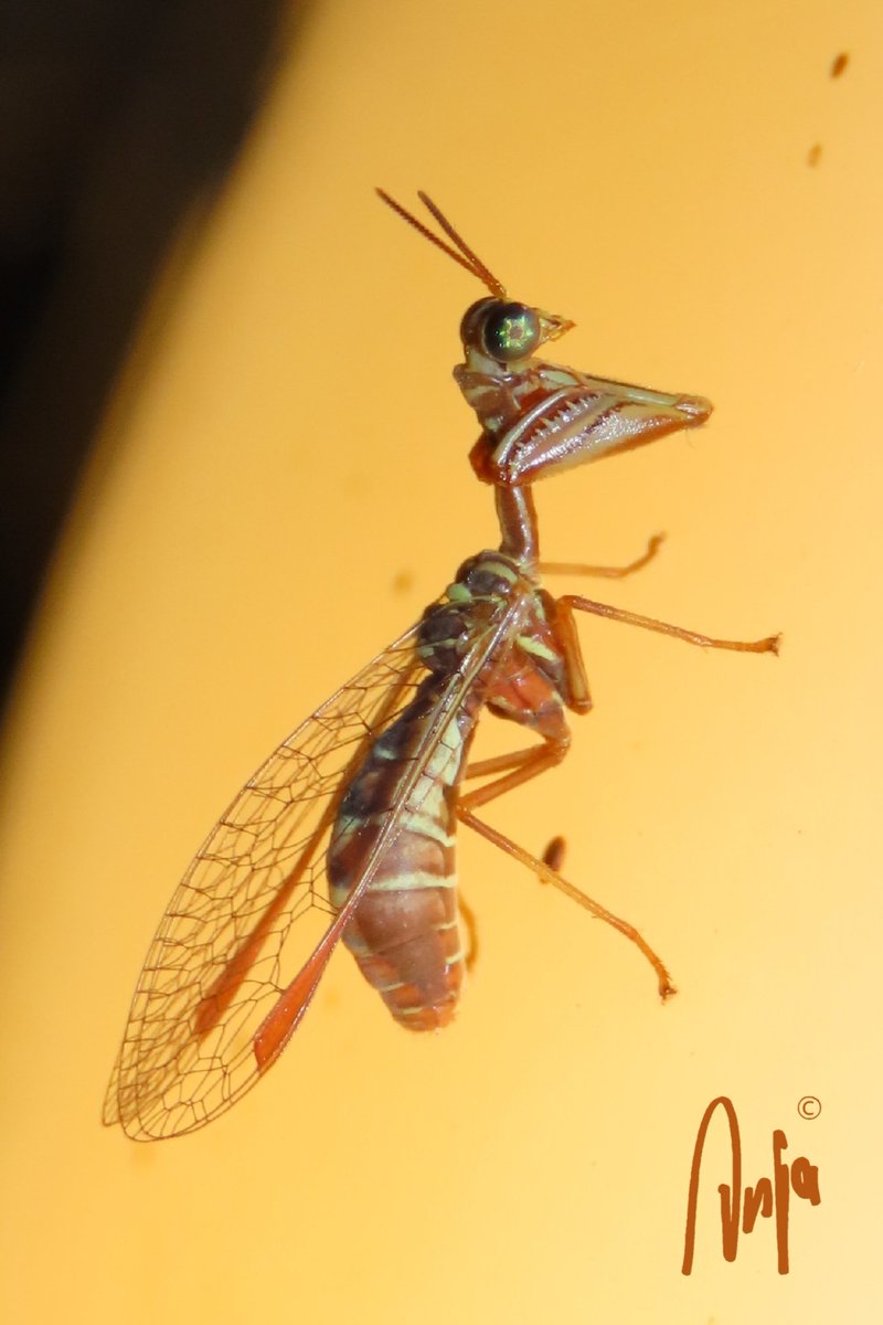 AnjaBSch's tweet image. So happy with how this photograph turned out. 
A Mantidfly hunting on the outside light. 
I am in love with its eyes. 😍
#Mantidfly #photography #nature #outdoors #garden #insect #CloseUp #Francistown #Botswana #Africa