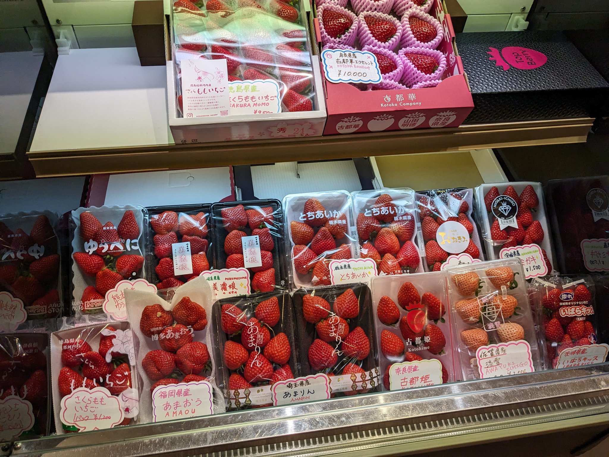 上品スタイル 🍉豊洲市場ドットコム🍣  X: على 鉢花