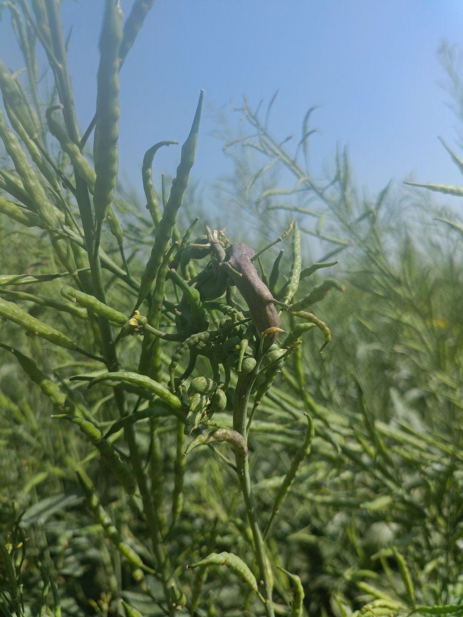 AgriExperts's tweet photo. #Albugo #candida is a fungus belonging to the family #Albuginaceae that attacks various #crucifers often causing serious deformities and damage to the plants. View of a field affected with this disease.
#IPM #PlantPathology  #pest https://t.co/saKFMcRHLw