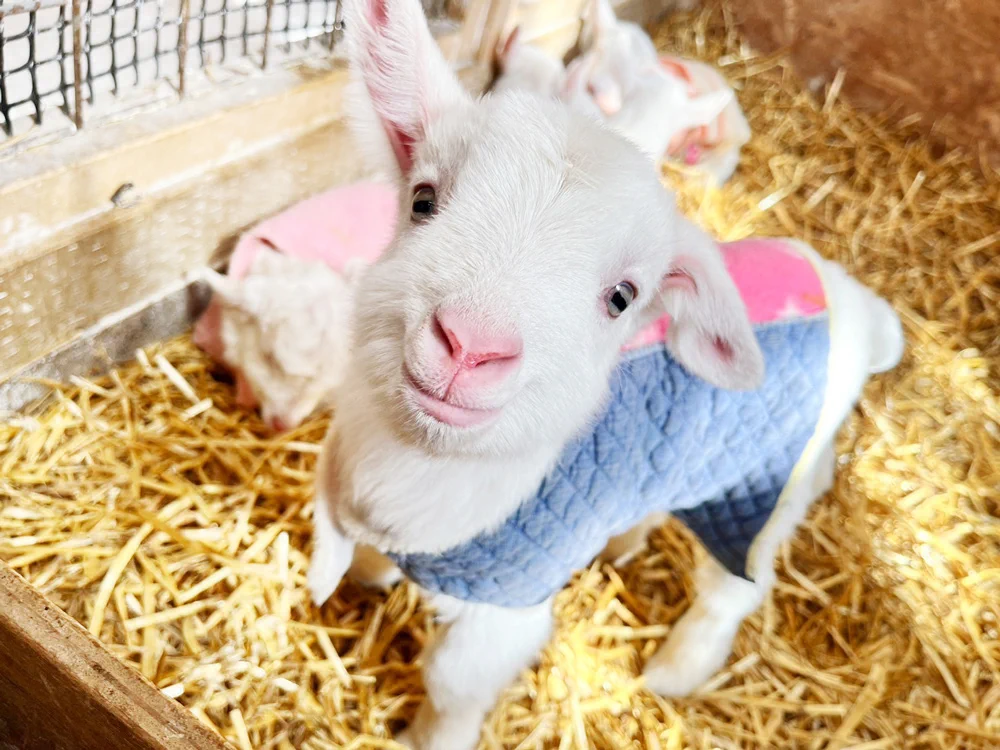 やぎミルク専門店プティ・シェーヴル🐐 on X: 