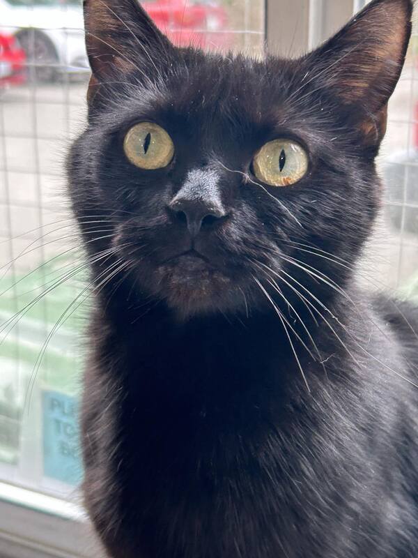 PeterAskin1's tweet photo. "Promise" is a gorgeous & sweet black girl kitty on #SaltSpringIslandBC & seeks a forever home (as an only cat)! If you live in the #SouthernGulfIslands or on #SouthernVancouverIsland it's easy to get there & worth the trip! (Pledges not required but there is an adoption fee)! πΊπππββ¬
https://t.co/pVF30okISn