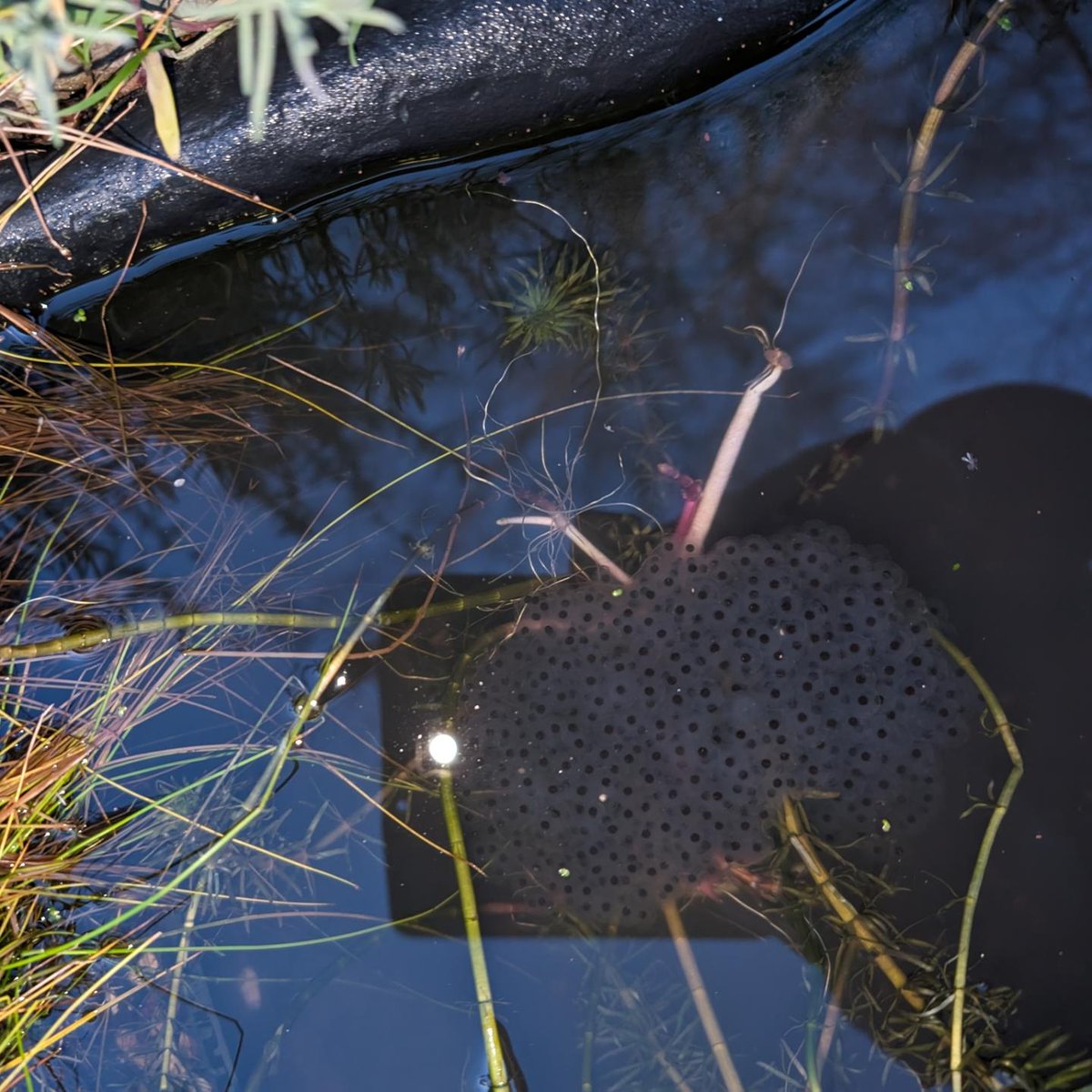 These two left me with a very pleasant surprise this morning. It's great to see further spawning in the garden pond.