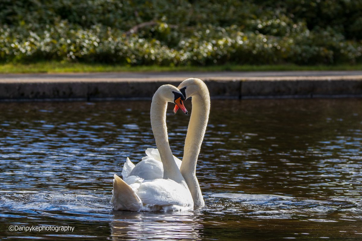 DanielPykephoto's tweet photo. The perfect heart for this weekend. 

#Swan #photo #photography #animalphotography #wildlife #ThePhotoHour #Images_with_stories #wildlifephotography https://t.co/O2tIgyXGTj