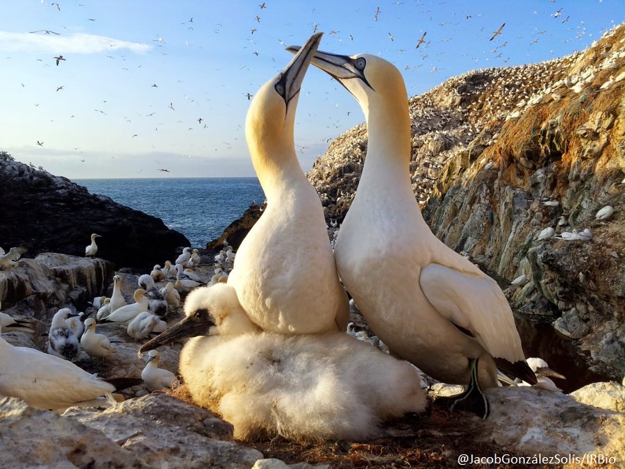 #Postdocposition Join @SeabirdEcology @IRBioUB in a postdoctoral position in REDUCE project “Demographic Impacts of Climate Change on Pelagic Seabirds in the Atlantic” to apply “MSCA Postdoctoral Fellowships 2024” More info: shorturl.at/dfnqY @BiologiaUB