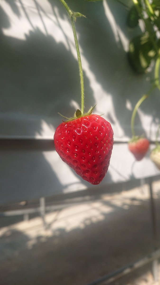 sachi8847gmail1's tweet photo. 今日は、お休みもらって友達といちご狩り🍓
色んな種類食べれて楽しかった🎵 https://t.co/EnvxZ1lnnq