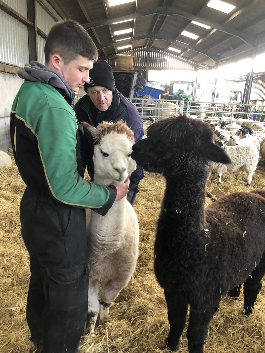 bellevuefarmco1's tweet photo. Alpaca pampering! Anyone else for a peticure?๐ฆ
#VisitArran #goruralRural #calmac #bellevuearran #alpacas #arran #workingfarm #farmtours #openfarm #ThingsToDoWithKids #readyforspring #daysoutwithkidsuk #somethingdifferent https://t.co/Sk3ey4q0K4