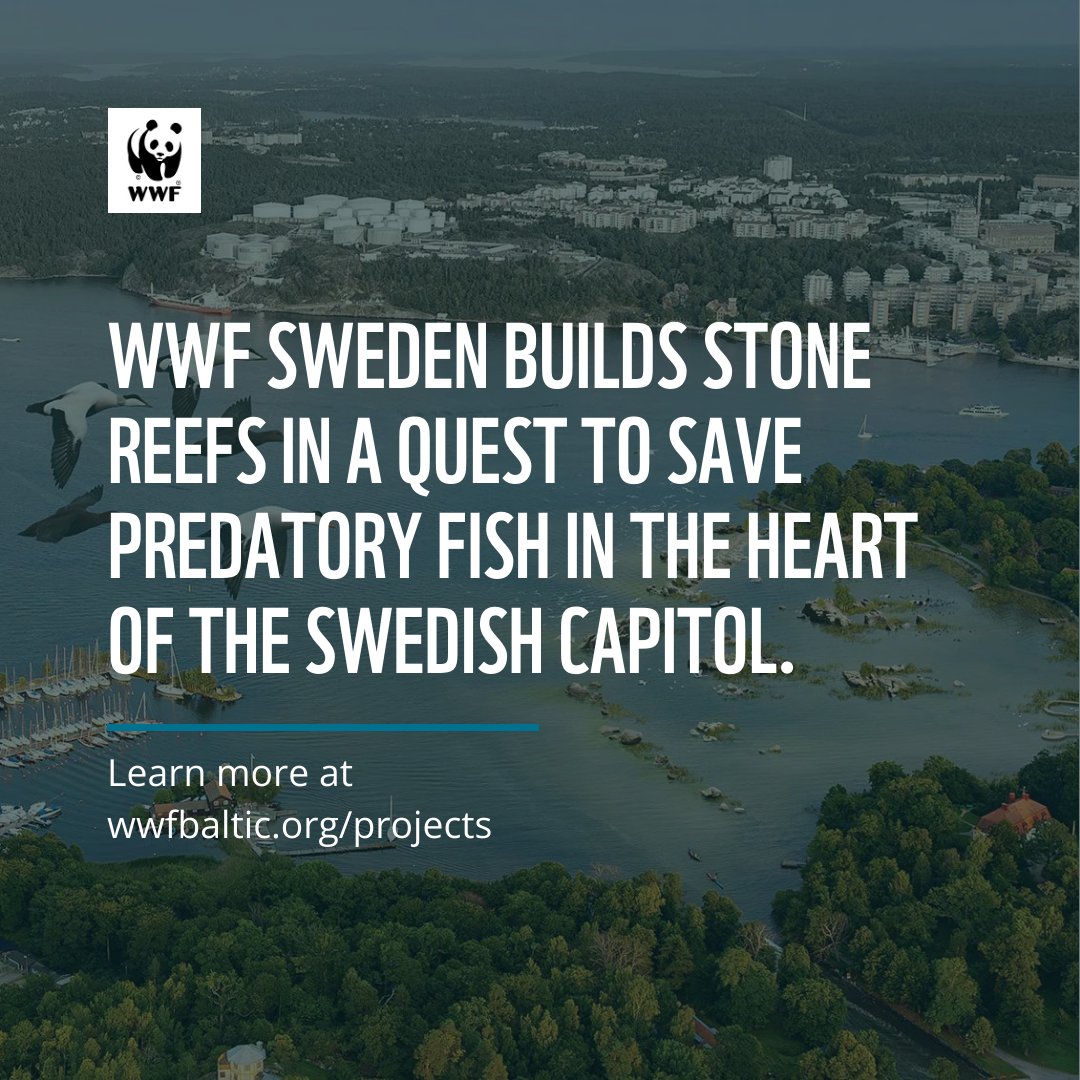 🐟Exciting #restoration initiatives happening in the #BalticSea! In Stockholm's Isbladsviken, @WWFSverige works to restore habitat for predatory fish in the Baltic Sea by building reefs for fish spawning. Learn more about this innovative work👉wwfbaltic.org/projects/stone…