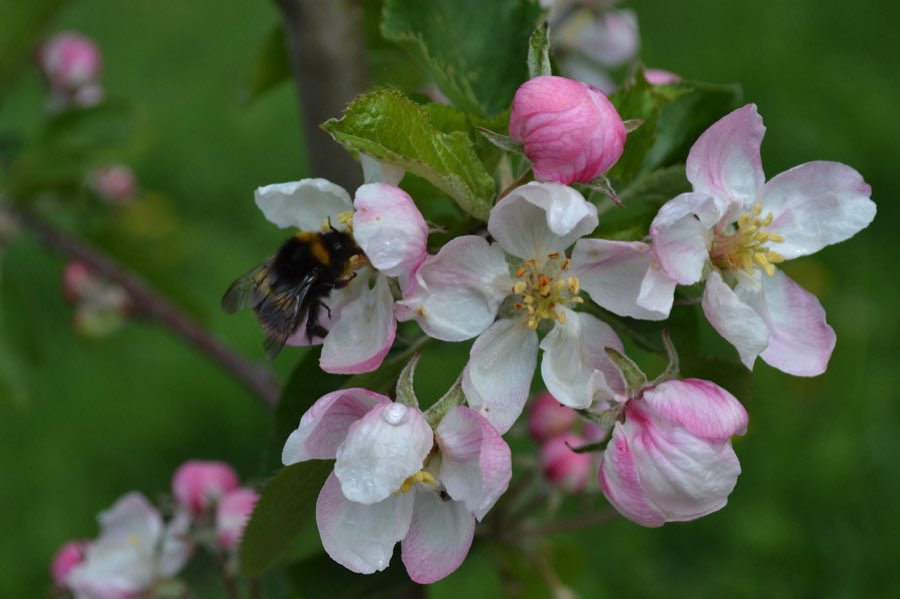 LGSpace's tweet photo. Fruit trees benefit all sorts of wildlife, including bees, bats and birds. But around two thirds of UK orchards have been lost since 1960. Planting an apple tree in your garden or community can really help to boost biodiversity.
Tips: https://t.co/FyewK7oNgp
#nature #pollinators https://t.co/Bskq5EKvq5