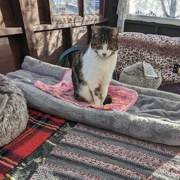 Robert Allotment cat,now helped by Janet & Amanda tweet media