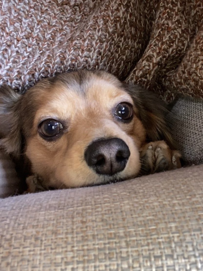 maroni__kun's tweet photo. ひょっこりまろにーたん
#チワックス #犬との暮らし https://t.co/e9DZ3V5E3B