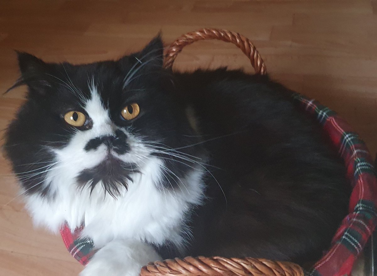 The__CJ's tweet photo. Here are some cat pictures, because why not https://t.co/ySASZoqbvQ