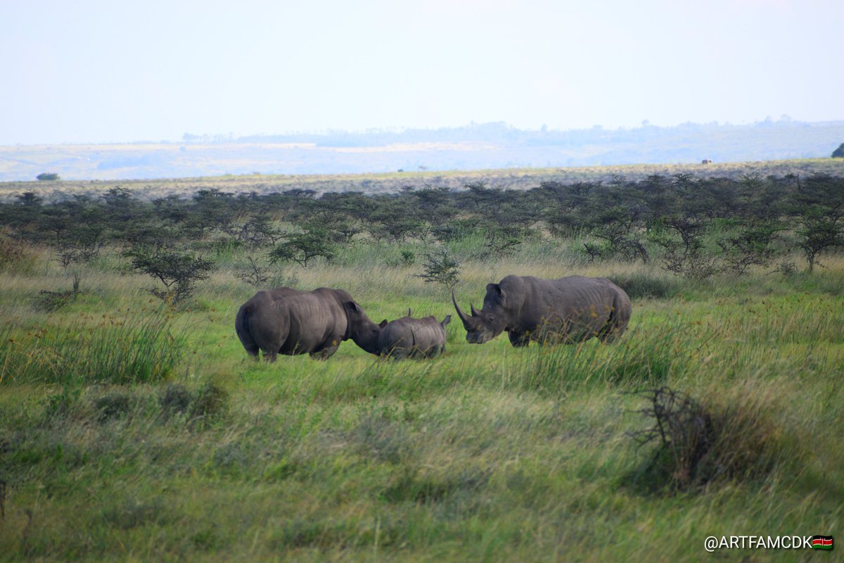 As I rode my bike along the Southern Bypass, opposite Ole Sereni Hotel, I was treated to a breathtaking sight: a mother rhino, her calf, and a bull, all grazing peacefully in their natural habitat within Nairobi National Park. @FoNNaPKenya @KWSKenya @magicalkenya @OleSereniHotel