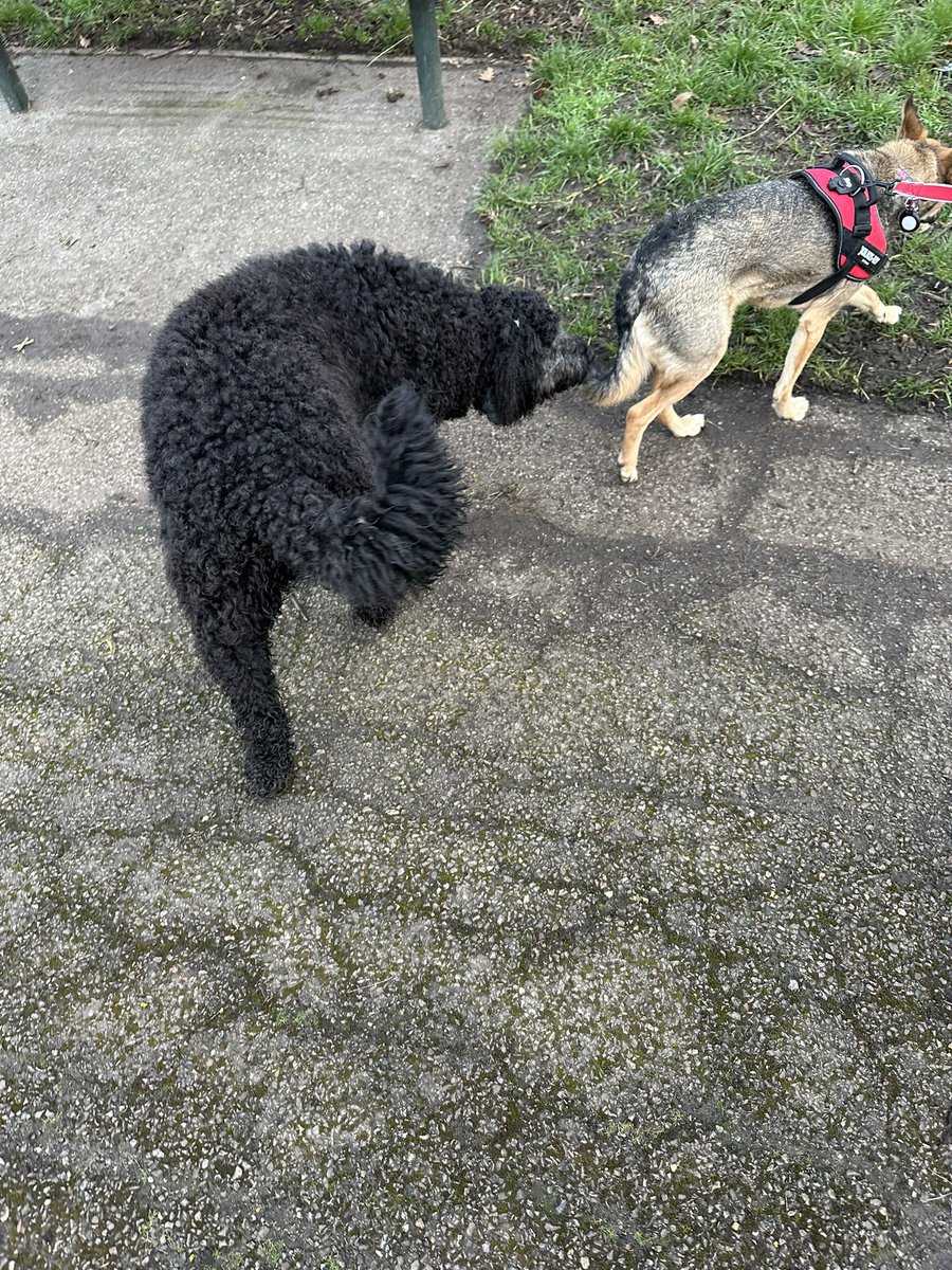 ruskin147's tweet image. Parkwalk4 for #sophiefromromania - longest and best yet with interest shown in humans and dogs
