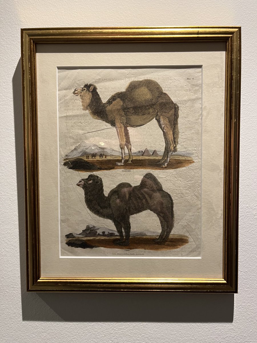 Graham Kings (@cambridgecamel) on Twitter photo 