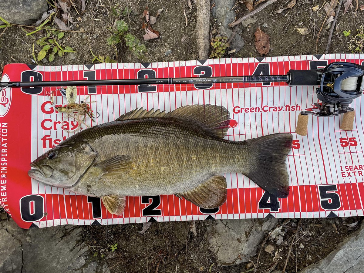 仕事早く終わったから淀川1時間チャレンジしてきた🎣
ビーブルがやってくれたでぇ😁