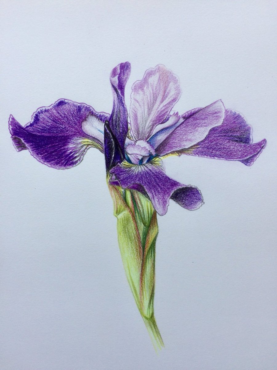 Iris study Watercolour pencil #flowers #plants #drawing #Thursday #artist #artistonX #artistsoninstagram