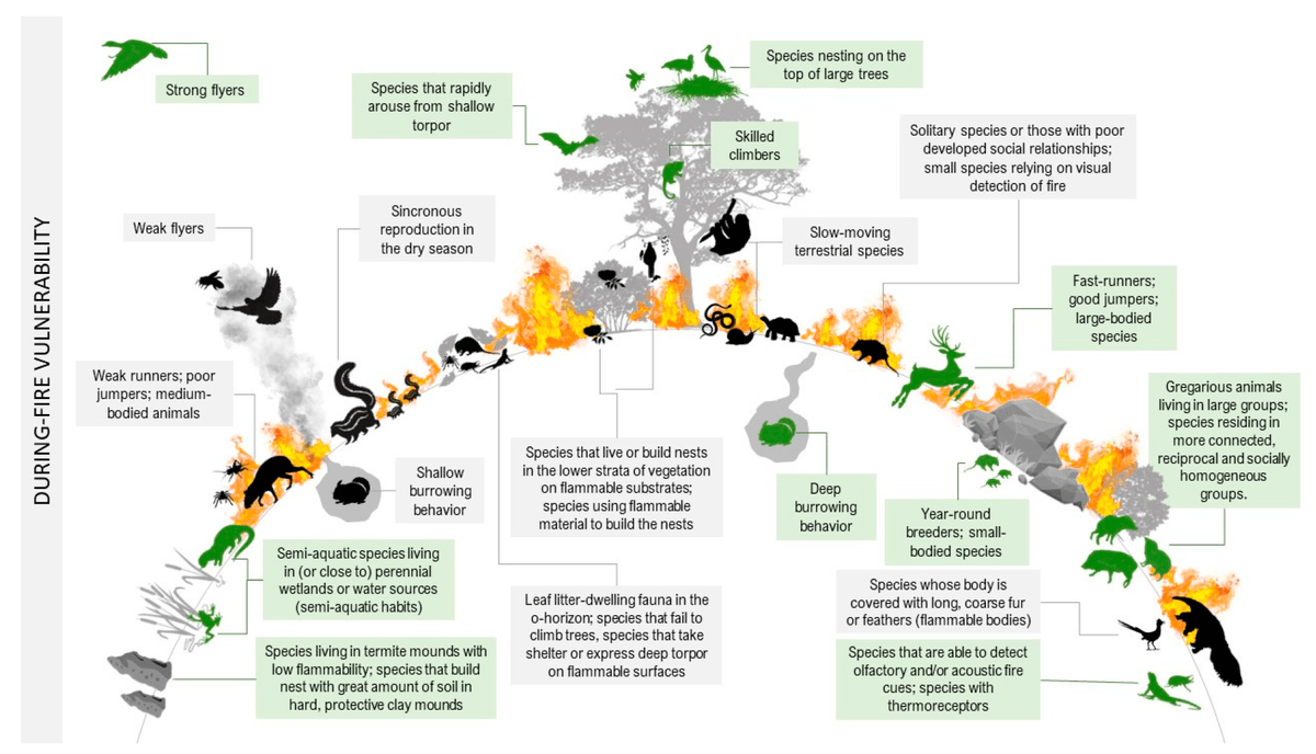 🔥🐾 New study
In Case of Fire, Escape or Die: A Trait-Based Approach for Identifying Animal Species Threatened by Fire” Learn more about our framework for protecting biodiversity in fire-prone areas. 
mdpi.com/2571-6255/6/6/…
#FireEcology #BiodiversityProtection 🌿🦜