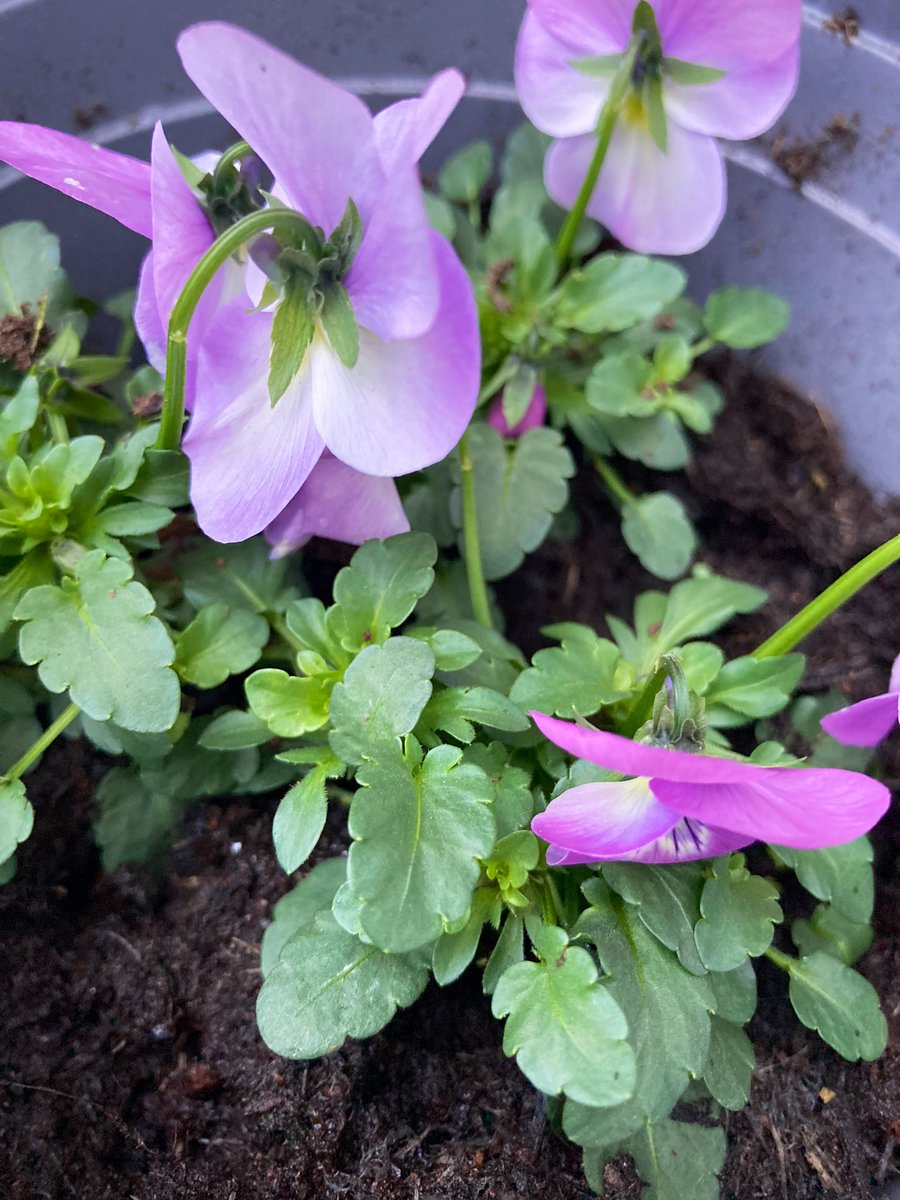 The newbies 
On the bench
#outback 
Viola they be
Happi #Thursday 
#alternativeview 💕