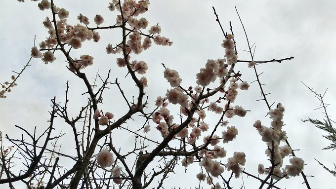 庭の白梅もそろそろ散り際です。今日も寒かった😷 
