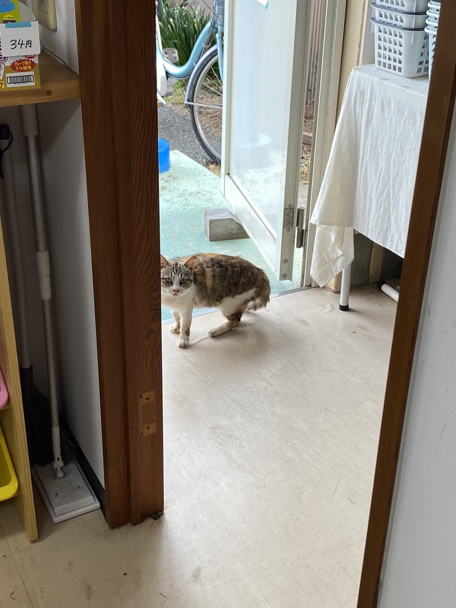 kinako_shukran's tweet photo. 本日の最初のお客様は猫ちゃんでした(笑)
なんだここ？って入ってきて目が合ったら人おったんかい！？ってめっちゃ���ックリしてました

入り口を少しすんすんして帰られました🐈 https://t.co/OBjTVbOkX0