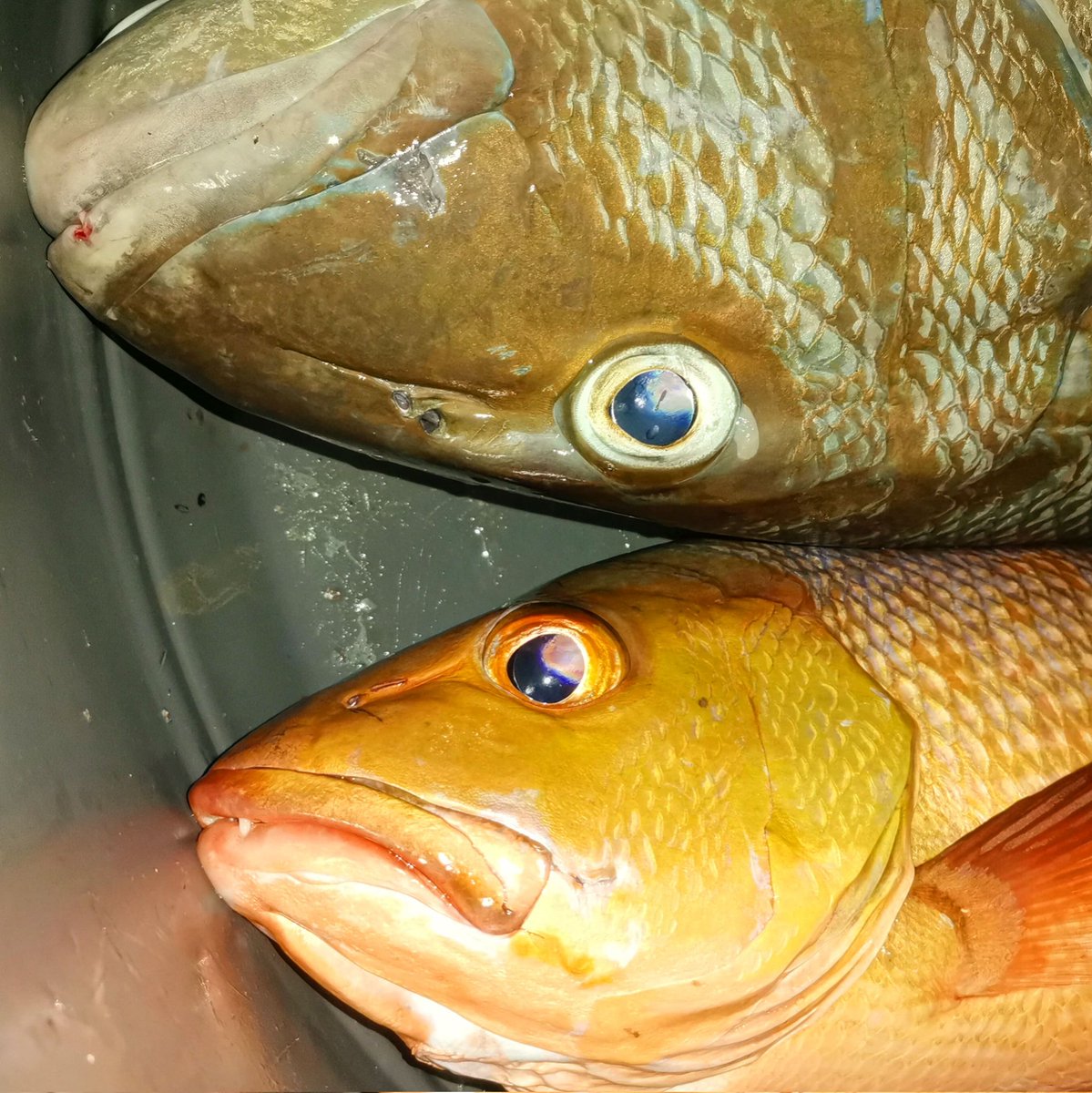 shaahid_96's tweet image. Kobaa mihuree #giulhu #raimas