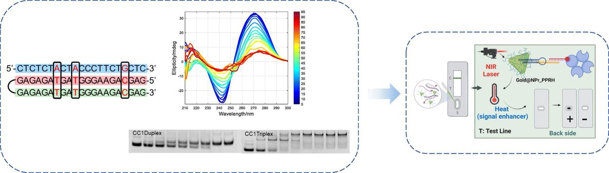 Institute for Advanced Chemistry of Catalonia (@iqac_csic) on Twitter photo π#IQACpapers "Biophysical evaluation of antiparallel triplexes for biosensing and #biomedical applications", published in <a href="/elsbiomedchem/">Elsevier Biomedchem</a>.
By researchers from <a href="/IQAC_CSIC/">Institute for Advanced Chemistry of Catalonia</a>, @CIBERBBN, <a href="/UniBarcelona/">Universitat de Barcelona</a>, <a href="/In2Ub/">IN2UB</a> , <a href="/INMAdivulga/">INMAdivulga</a>, <a href="/ibis_sevilla/">IBiS</a>
π doi.org/10.1016/j.ijbiβ¦ π#IQACpapers "Biophysical evaluation of antiparallel triplexes for biosensing and #biomedical applications", published in <a href="/elsbiomedchem/">Elsevier Biomedchem</a>.
By researchers from <a href="/IQAC_CSIC/">Institute for Advanced Chemistry of Catalonia</a>, @CIBERBBN, <a href="/UniBarcelona/">Universitat de Barcelona</a>, <a href="/In2Ub/">IN2UB</a> , <a href="/INMAdivulga/">INMAdivulga</a>, <a href="/ibis_sevilla/">IBiS</a>
π doi.org/10.1016/j.ijbiβ¦