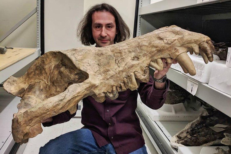 According to calculations based on fossil jаw bones, the mammal Andrewsarchus mongoliensis living in the Pleistocene could reach a length of more than 3.5 m and weigh 1,000 kg. CREDIT: Dinosaur Paleontology #Andrewsarchus