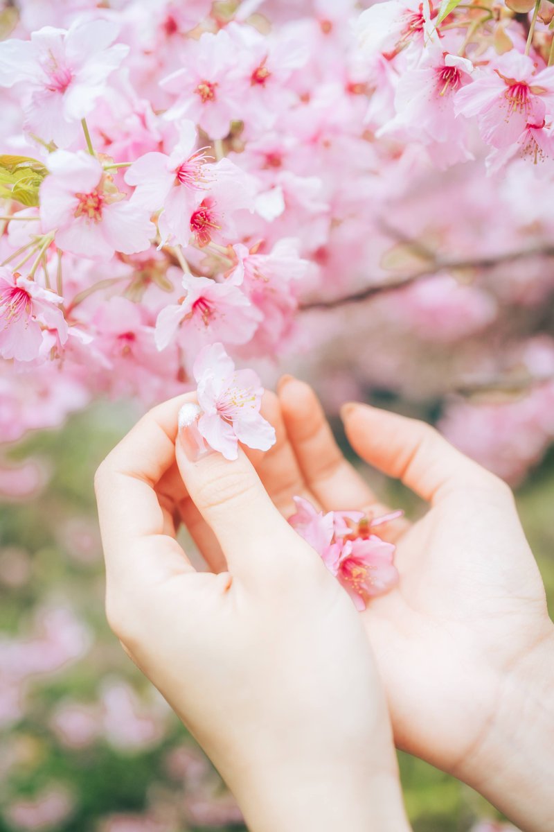 河津桜

🌸