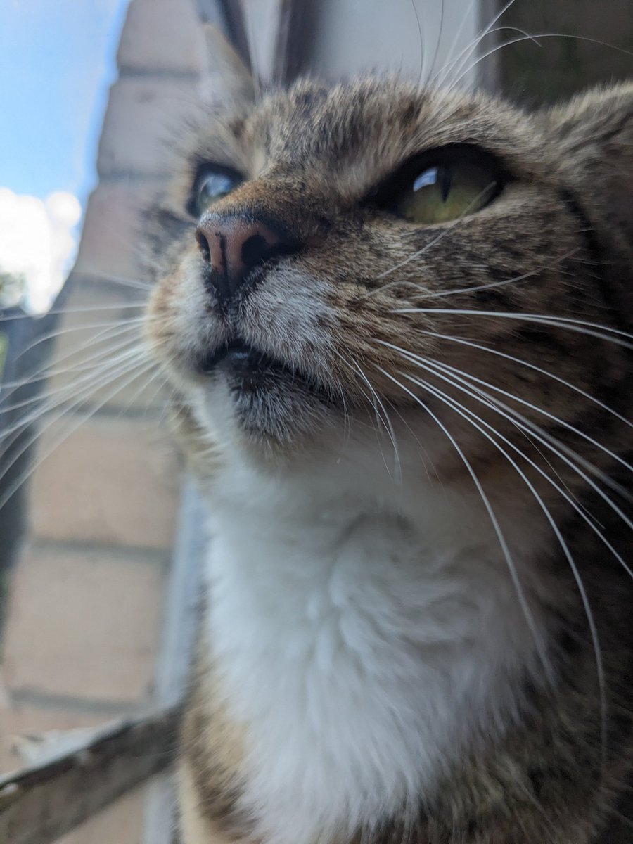 loladowling37's tweet photo. 😸 https://t.co/6fqx1JktoN