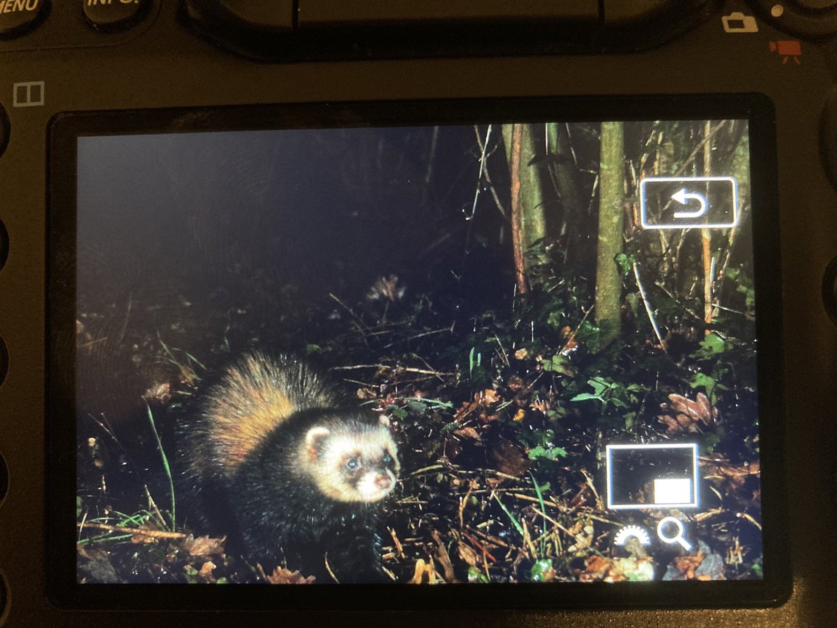 Started camera trapping a week or so ago and already getting some nice surprises. A POLECAT! <a href="/Camtraptions/">Camtraptions</a> <a href="/ChrisGPackham/">Chris Packham</a> <a href="/BBCSpringwatch/">BBC Springwatch</a>